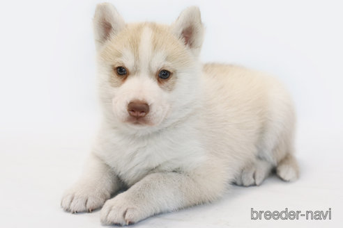 成約済の神奈川県のシベリアンハスキー-359303の2枚目